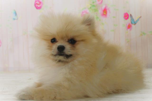 北海道のポメラニアン (Coo&RIKU札幌西店/2025年12月25日生まれ/女の子/オレンジ)の子犬の2枚目の画像