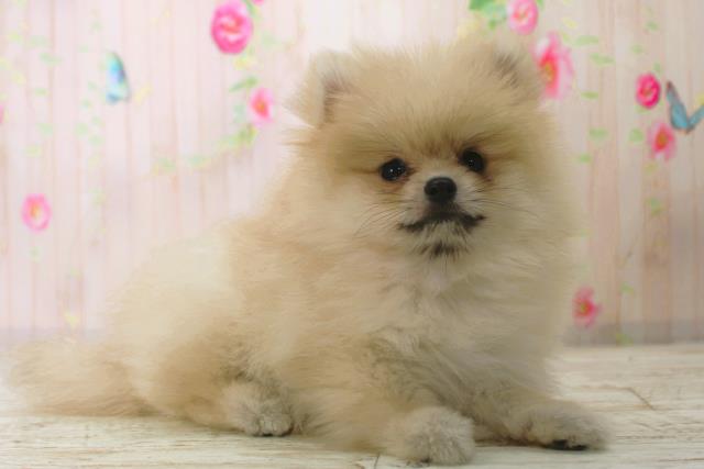 北海道のポメラニアン (Coo&RIKU札幌西店/2025年12月25日生まれ/女の子/オレンジ)の子犬の3枚目の画像