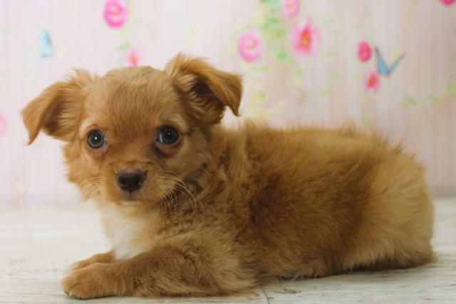 北海道のチワワ(ロング) (Coo&RIKU帯広店/2025年12月26日生まれ/男の子/フォーン)の子犬の2枚目の画像