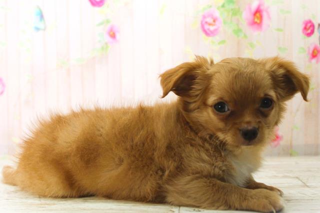 北海道のチワワ(ロング) (Coo&RIKU帯広店/2025年12月26日生まれ/男の子/フォーン)の子犬の3枚目の画像