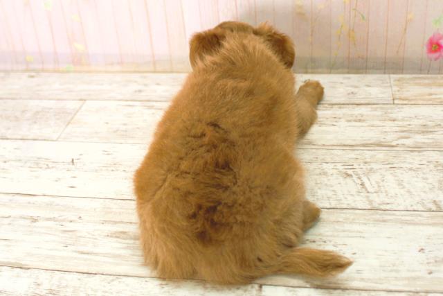 北海道のチワワ(ロング) (Coo&RIKU帯広店/2025年12月26日生まれ/男の子/フォーン)の子犬の4枚目の画像