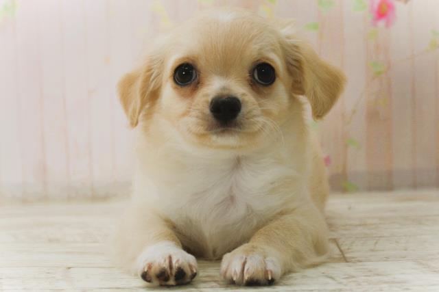 北海道のチワワ(ロング) (Coo&RIKU岩見沢店/2025年12月26日生まれ/男の子/クリームホワイト)の子犬の1枚目の画像