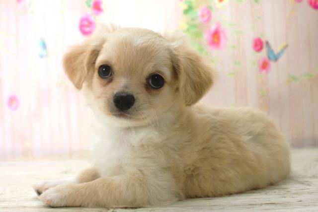 北海道のチワワ(ロング) (Coo&RIKU岩見沢店/2025年12月26日生まれ/男の子/クリームホワイト)の子犬の2枚目の画像