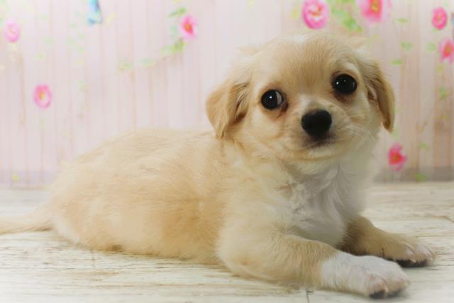 北海道のチワワ(ロング) (Coo&RIKU岩見沢店/2025年12月26日生まれ/男の子/クリームホワイト)の子犬の3枚目の画像