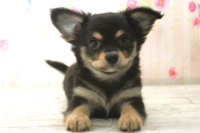 北海道のチワワ(ロング) (Coo&RIKU函館店/2025年12月26日生まれ/男の子/ブラックタン)の子犬の1枚目の画像