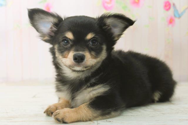 北海道のチワワ(ロング) (Coo&RIKU函館店/2025年12月26日生まれ/男の子/ブラックタン)の子犬の2枚目の画像