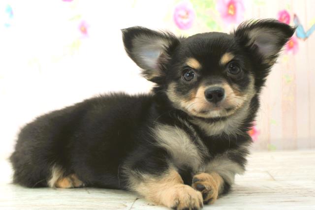 北海道のチワワ(ロング) (Coo&RIKU函館店/2025年12月26日生まれ/男の子/ブラックタン)の子犬の3枚目の画像