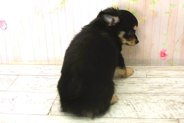 北海道のチワワ(ロング) (Coo&RIKU函館店/2025年12月26日生まれ/男の子/ブラックタン)の子犬の4枚目の画像