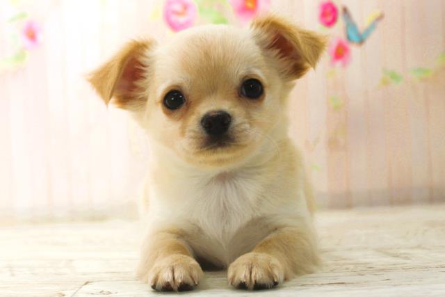 北海道のチワワ(ロング) (Coo&RIKU札幌東店/2025年12月26日生まれ/男の子/クリーム)の子犬の1枚目の画像