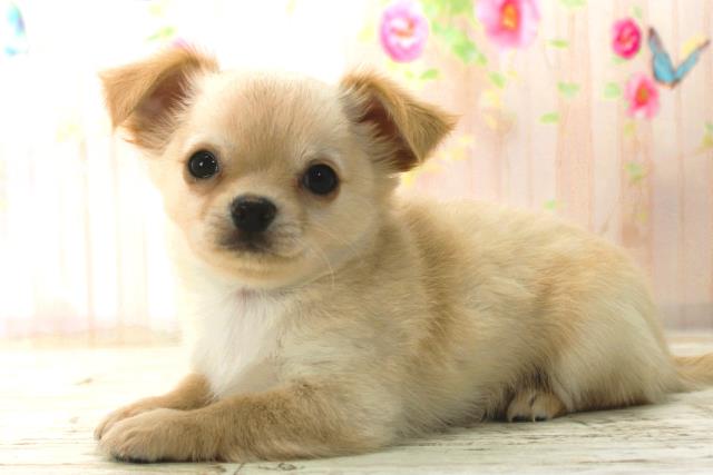 北海道のチワワ(ロング) (Coo&RIKU札幌東店/2025年12月26日生まれ/男の子/クリーム)の子犬の2枚目の画像