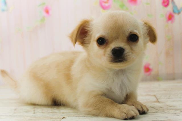 北海道のチワワ(ロング) (Coo&RIKU札幌東店/2025年12月26日生まれ/男の子/クリーム)の子犬の3枚目の画像