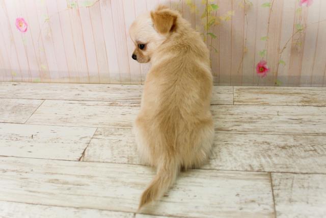 北海道のチワワ(ロング) (Coo&RIKU札幌東店/2025年12月26日生まれ/男の子/クリーム)の子犬の4枚目の画像