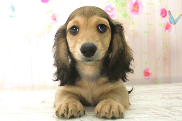 北海道のカニンヘンダックスフンド(ロング) (Coo&RIKU札幌東店/2025年12月26日生まれ/男の子/シェーデットレッド)の子犬の1枚目の画像