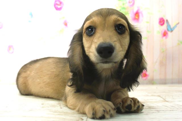 北海道のカニンヘンダックスフンド(ロング) (Coo&RIKU札幌東店/2025年12月26日生まれ/男の子/シェーデットレッド)の子犬の3枚目の画像