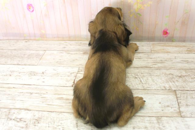 北海道のカニンヘンダックスフンド(ロング) (Coo&RIKU札幌東店/2025年12月26日生まれ/男の子/シェーデットレッド)の子犬の4枚目の画像