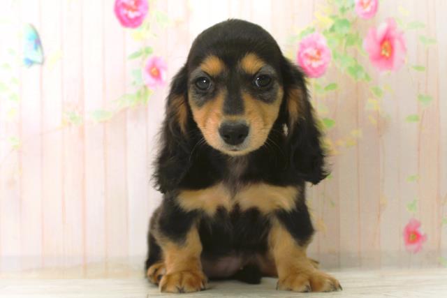 北海道のカニンヘンダックスフンド(ロング) (Coo&RIKU札幌西店/2025年12月26日生まれ/女の子/ブラックタン)の子犬の1枚目の画像