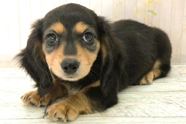 北海道のカニンヘンダックスフンド(ロング) (Coo&RIKU札幌西店/2025年12月26日生まれ/女の子/ブラックタン)の子犬の2枚目の画像