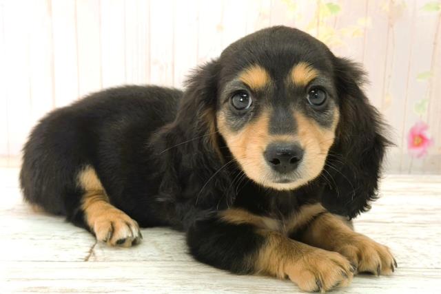 北海道のカニンヘンダックスフンド(ロング) (Coo&RIKU札幌西店/2025年12月26日生まれ/女の子/ブラックタン)の子犬の3枚目の画像