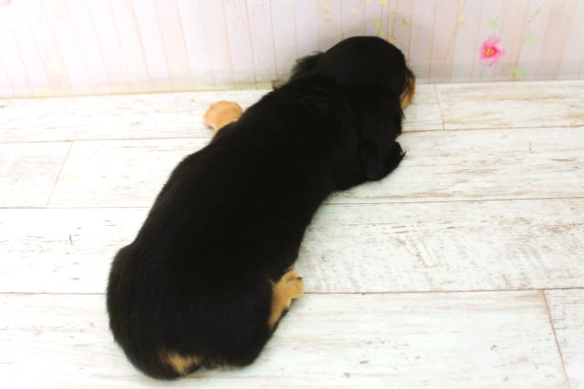 北海道のカニンヘンダックスフンド(ロング) (Coo&RIKU札幌西店/2025年12月26日生まれ/女の子/ブラックタン)の子犬の4枚目の画像