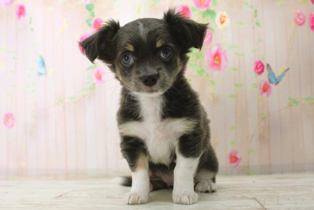 栃木県のチワワ(ロング) (Coo&RIKUイオンタウン佐野店/2025年12月29日生まれ/女の子/ブルーホワイト)の子犬の1枚目の画像