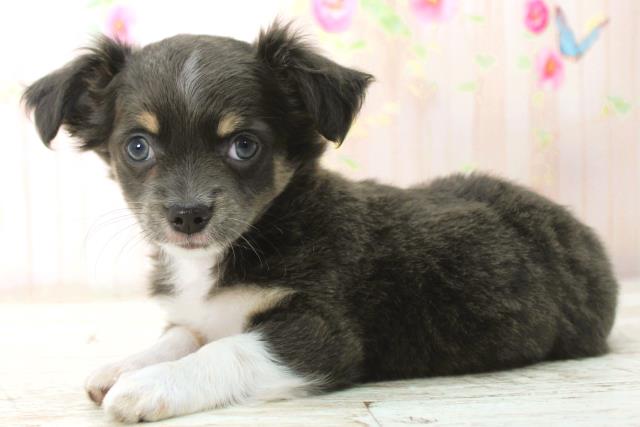 栃木県のチワワ(ロング) (Coo&RIKUイオンタウン佐野店/2025年12月29日生まれ/女の子/ブルーホワイト)の子犬の2枚目の画像