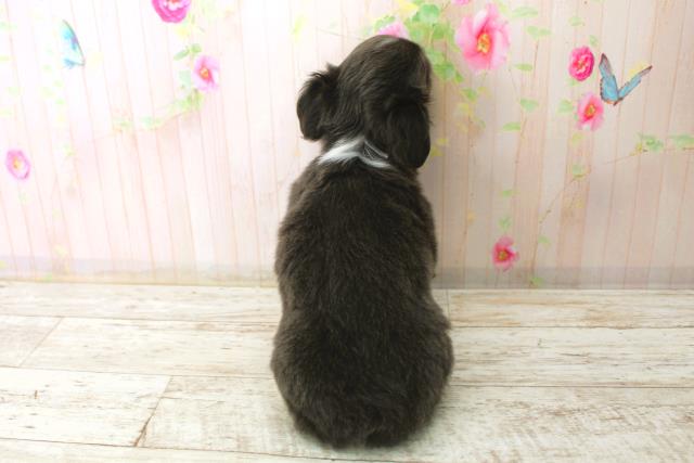 栃木県のチワワ(ロング) (Coo&RIKUイオンタウン佐野店/2025年12月29日生まれ/女の子/ブルーホワイト)の子犬の4枚目の画像