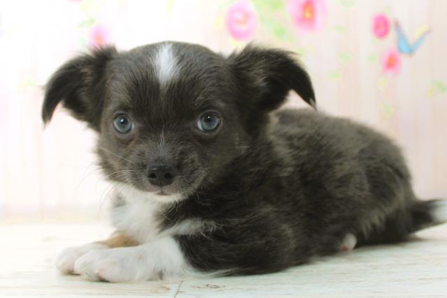 北海道のチワワ(ロング) (Coo&RIKU岩見沢店/2025年12月29日生まれ/女の子/ブルーホワイト)の子犬の2枚目の画像