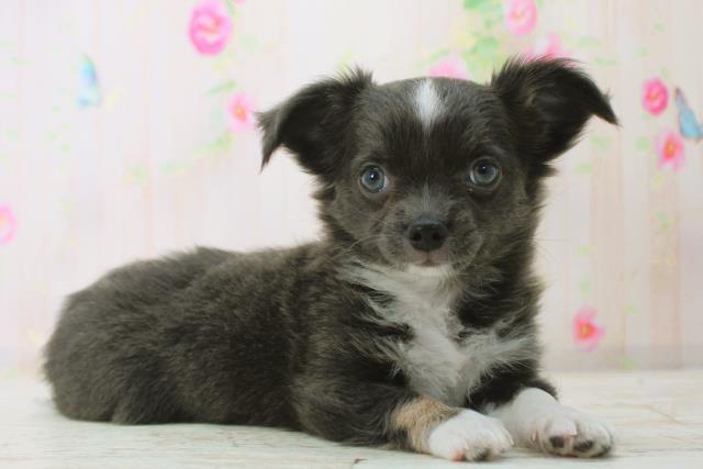 北海道のチワワ(ロング) (Coo&RIKU岩見沢店/2025年12月29日生まれ/女の子/ブルーホワイト)の子犬の3枚目の画像