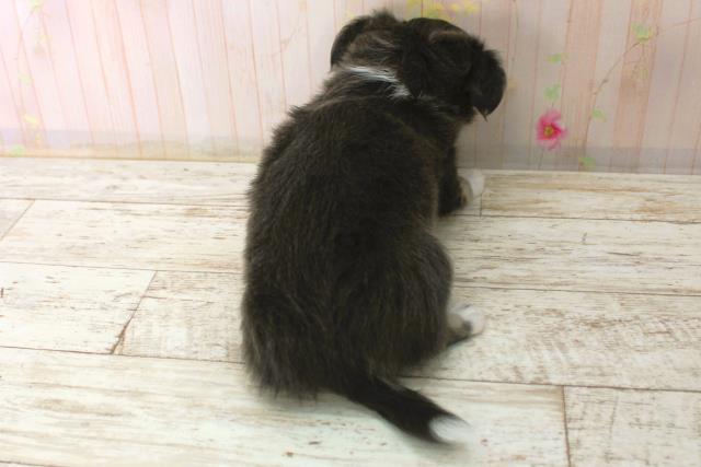 北海道のチワワ(ロング) (Coo&RIKU岩見沢店/2025年12月29日生まれ/女の子/ブルーホワイト)の子犬の4枚目の画像