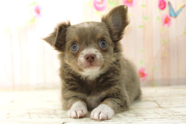 北海道のチワワ(ロング) (Coo&RIKU北見店/2025年12月29日生まれ/女の子/イザベラタンホワイト)の子犬の1枚目の画像