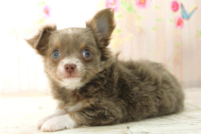 北海道のチワワ(ロング) (Coo&RIKU北見店/2025年12月29日生まれ/女の子/イザベラタンホワイト)の子犬の2枚目の画像