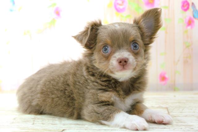 北海道のチワワ(ロング) (Coo&RIKU北見店/2025年12月29日生まれ/女の子/イザベラタンホワイト)の子犬の3枚目の画像