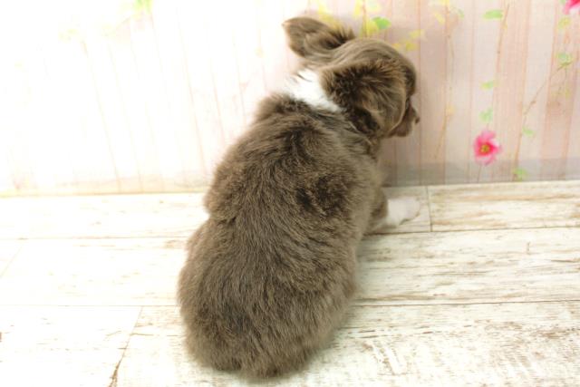 北海道のチワワ(ロング) (Coo&RIKU北見店/2025年12月29日生まれ/女の子/イザベラタンホワイト)の子犬の4枚目の画像