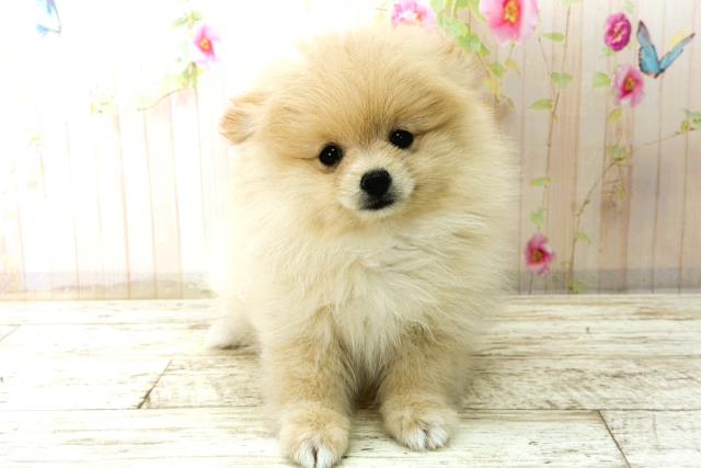 北海道のポメラニアン (Coo&RIKU苫小牧店/2025年12月28日生まれ/女の子/クリーム)の子犬の1枚目の画像