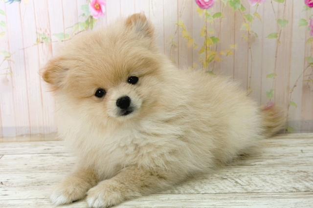北海道のポメラニアン (Coo&RIKU苫小牧店/2025年12月28日生まれ/女の子/クリーム)の子犬の2枚目の画像