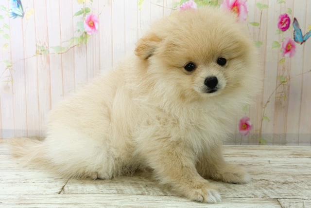 北海道のポメラニアン (Coo&RIKU苫小牧店/2025年12月28日生まれ/女の子/クリーム)の子犬の3枚目の画像