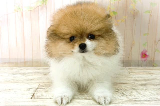 北海道のポメラニアン (Coo&RIKU北見店/2025年12月28日生まれ/女の子/パーティーカラー)の子犬の1枚目の画像