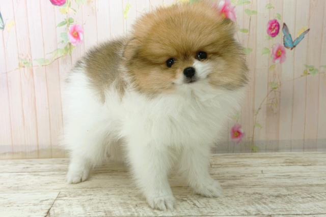 北海道のポメラニアン (Coo&RIKU北見店/2025年12月28日生まれ/女の子/パーティーカラー)の子犬の3枚目の画像
