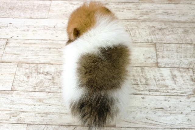 北海道のポメラニアン (Coo&RIKU北見店/2025年12月28日生まれ/女の子/パーティーカラー)の子犬の4枚目の画像