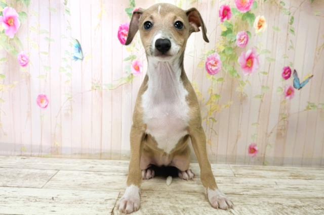 イタリアングレーハウンド