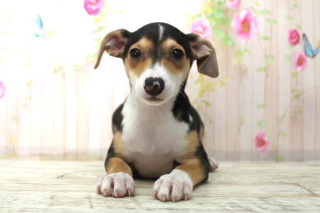 イタリアングレーハウンド