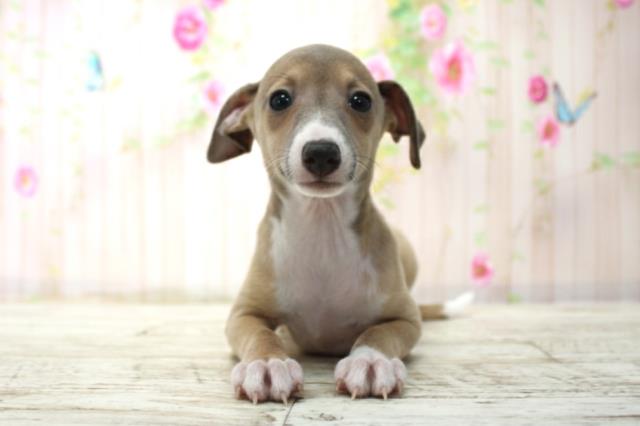 イタリアングレーハウンド