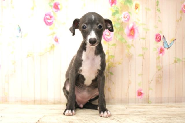 イタリアングレーハウンド