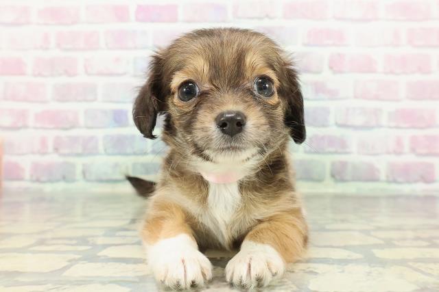 千葉県のチワックス(チワワ×ダックス) (Coo&RIKU流山店/2025年12月26日生まれ/女の子/レッドホワイト)の子犬の1枚目の画像