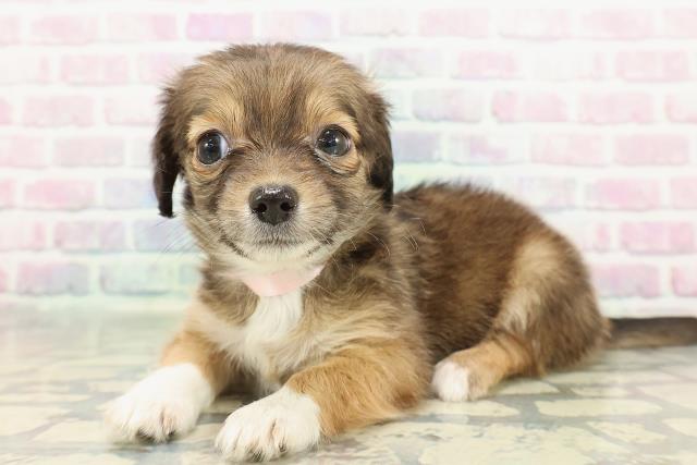 千葉県のチワックス(チワワ×ダックス) (Coo&RIKU流山店/2025年12月26日生まれ/女の子/レッドホワイト)の子犬の2枚目の画像