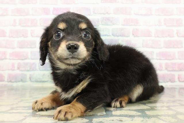 埼玉県のチワックス(チワワ×ダックス) (Coo&RIKU草加バイパス店/2025年12月26日生まれ/男の子/ブラックタン)の子犬の2枚目の画像