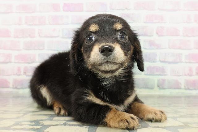 埼玉県のチワックス(チワワ×ダックス) (Coo&RIKU草加バイパス店/2025年12月26日生まれ/男の子/ブラックタン)の子犬の3枚目の画像