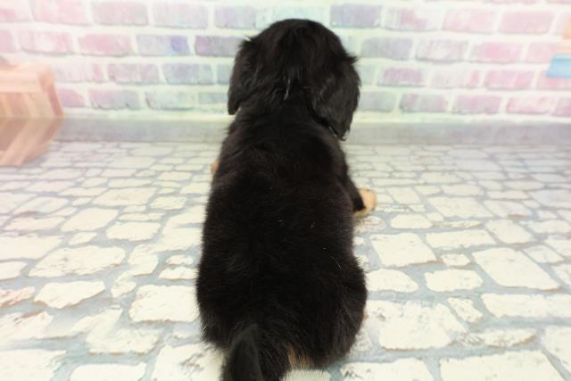 埼玉県のチワックス(チワワ×ダックス) (Coo&RIKU草加バイパス店/2025年12月26日生まれ/男の子/ブラックタン)の子犬の4枚目の画像