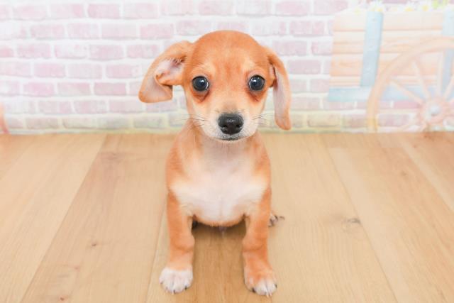 宮城県のハーフ犬・ミックス犬 (Coo&RIKU石巻店/2025年12月22日生まれ/男の子/レッドホワイト)の子犬の1枚目の画像