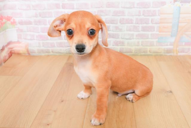 宮城県のハーフ犬・ミックス犬 (Coo&RIKU石巻店/2025年12月22日生まれ/男の子/レッドホワイト)の子犬の2枚目の画像